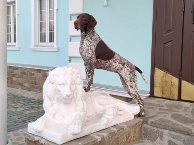 OHOTESTET Cilya (Охотэстет Циля)